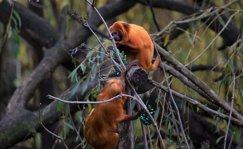 Two golden headed tamarins in a tree at Bristol Zoo Gardens